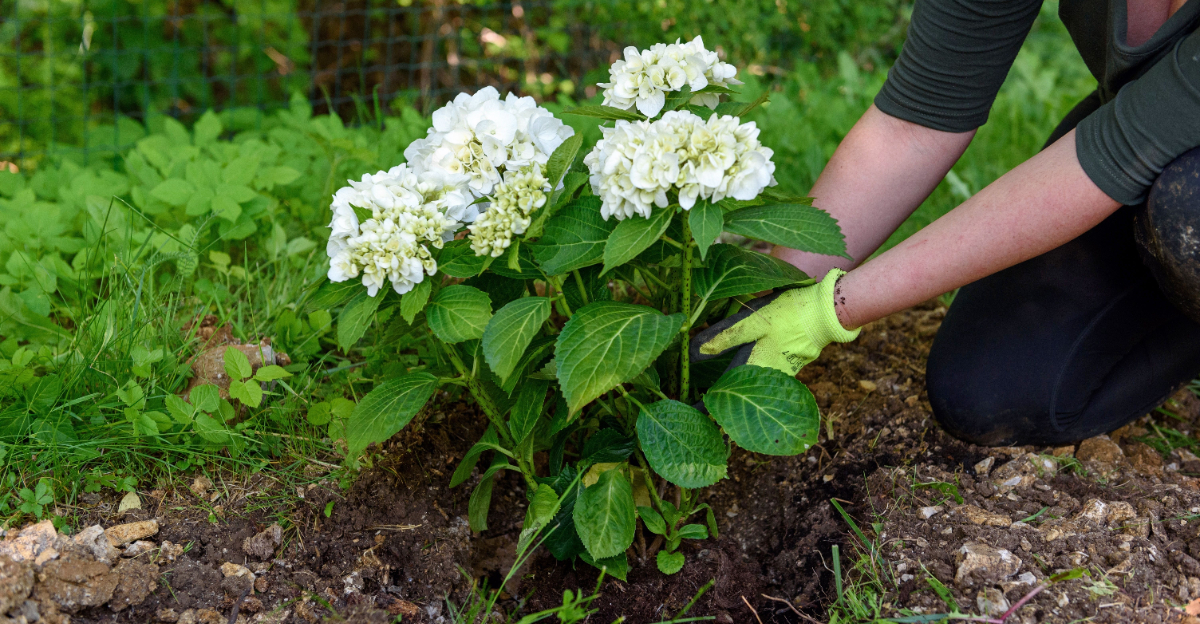 hydrangea repot
