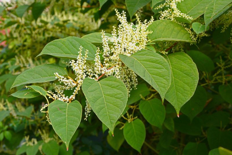 How To Identify Japanese Knotweed In Your Garden