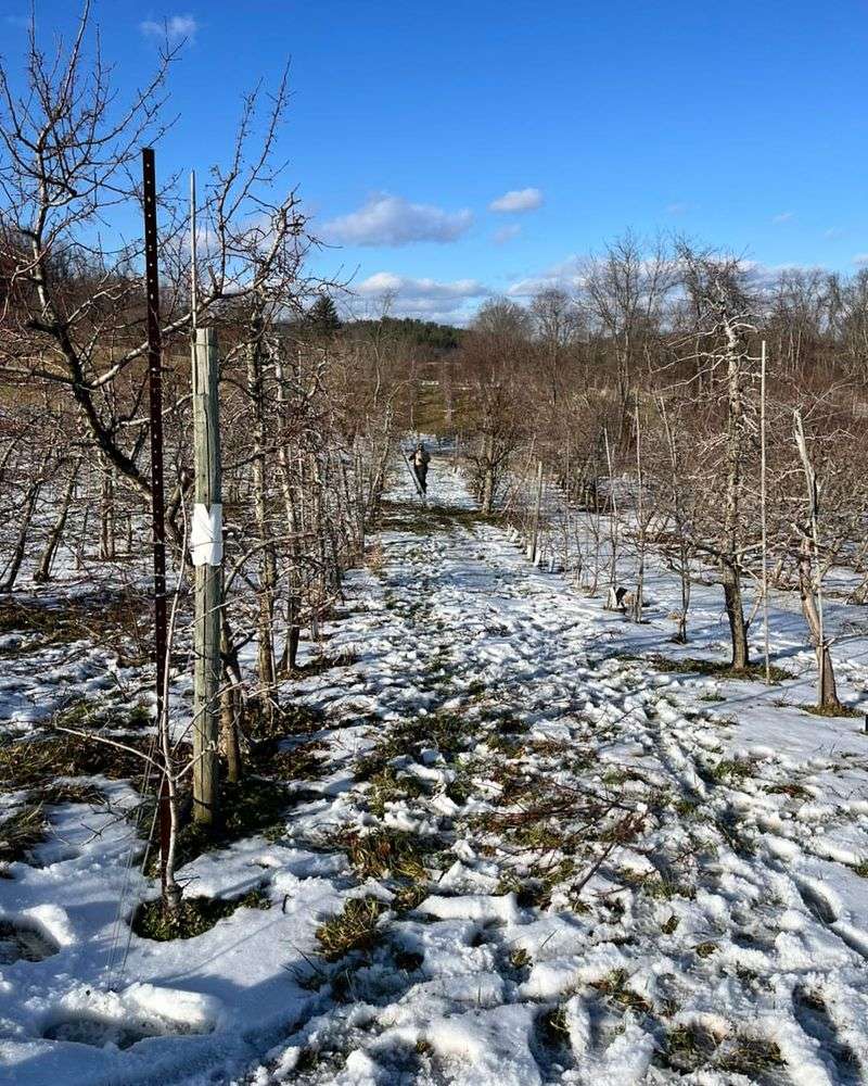 Frost Can Destroy Apple Buds Before They Open