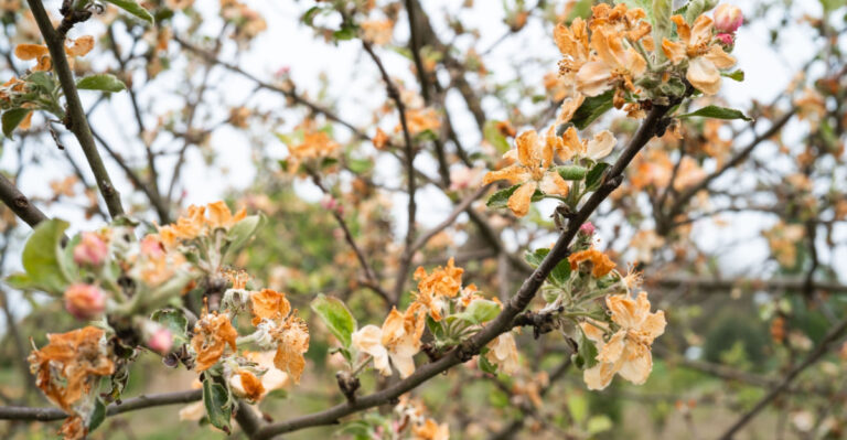 apple tree blossoms