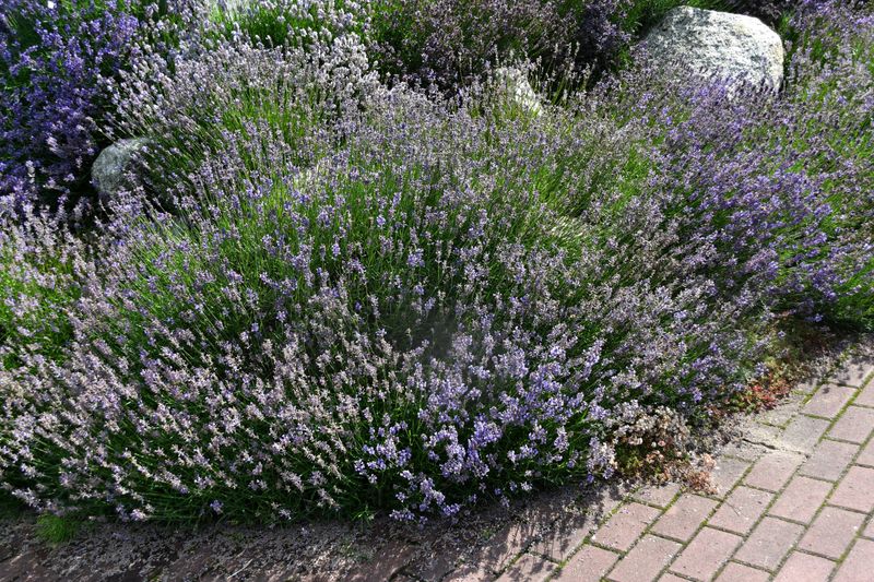 Plant In Extremely Well-Drained Soil