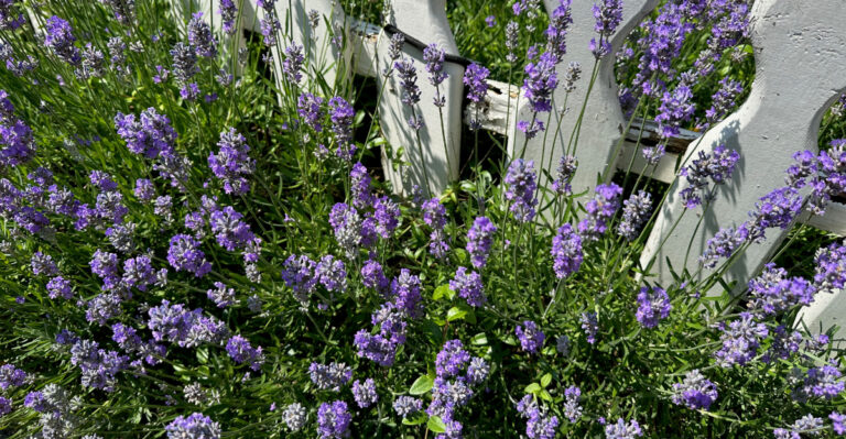 lavender in yard