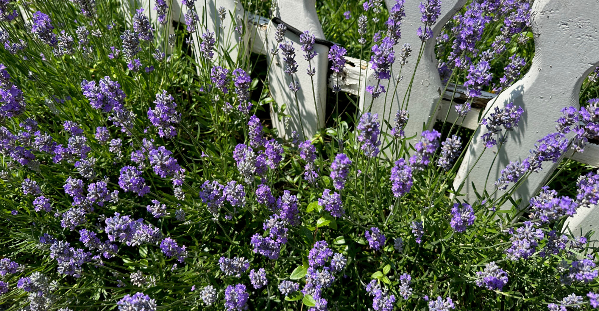 lavender in yard