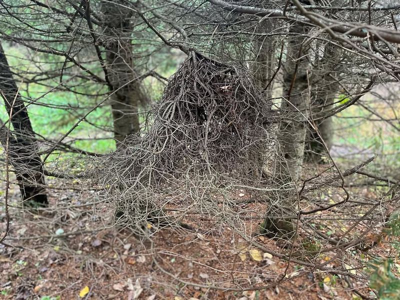 Witches' Broom Growth