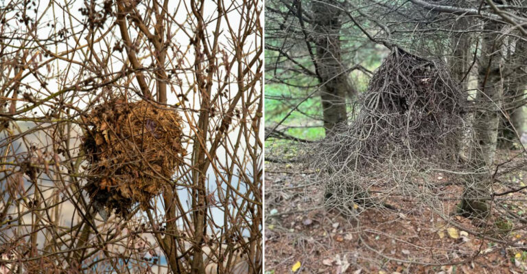 nest in trees