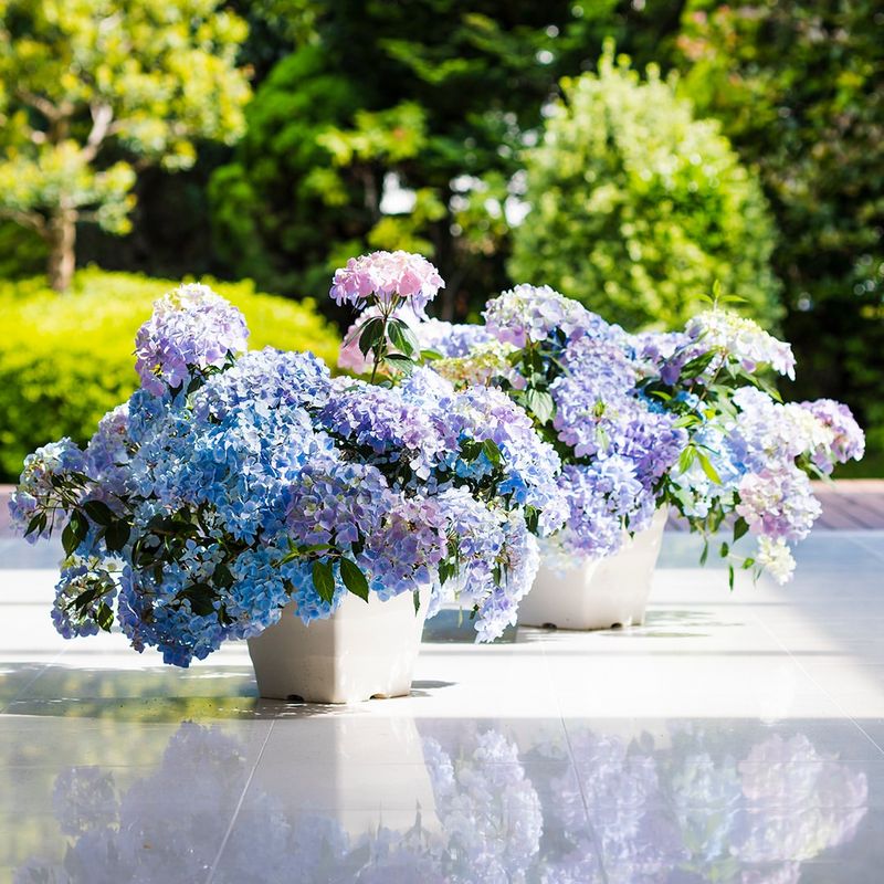 Choosing Part Sun And Morning Shade For Better Blooms