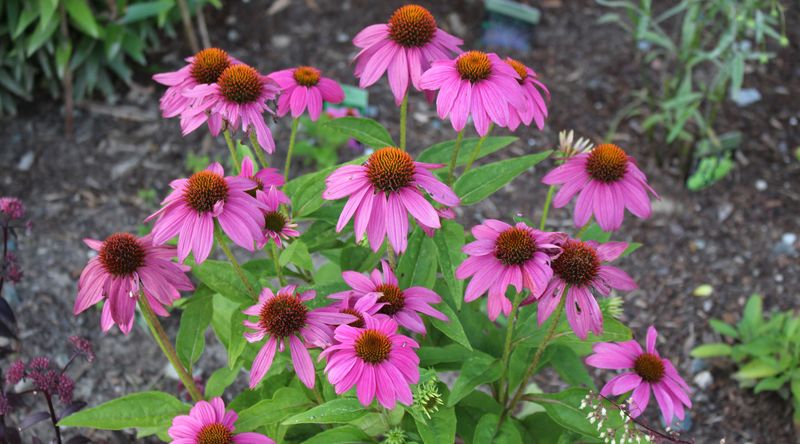 How Purple Coneflower Thrives In Pennsylvania's Climate?