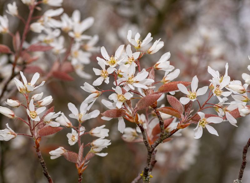 The Beautiful Spring Flowers That Make Serviceberry Stand Out