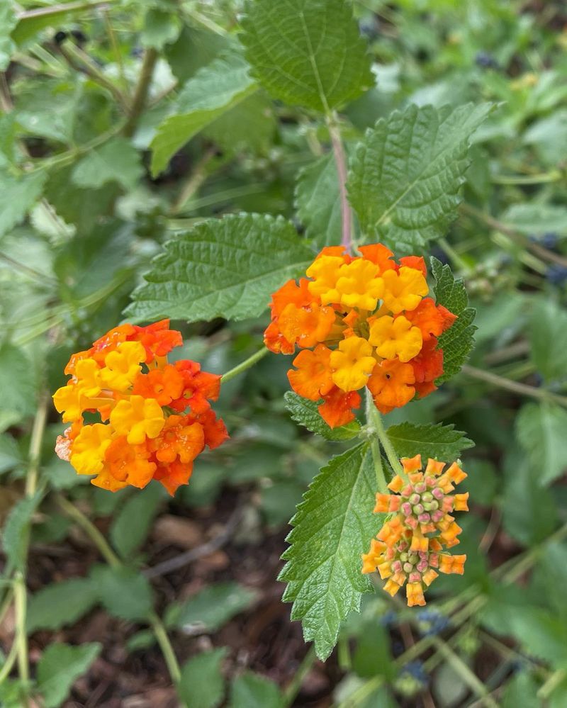 Why It Thrives In Texas Heat