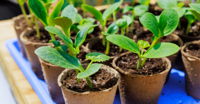 zucchini seedlings indoor