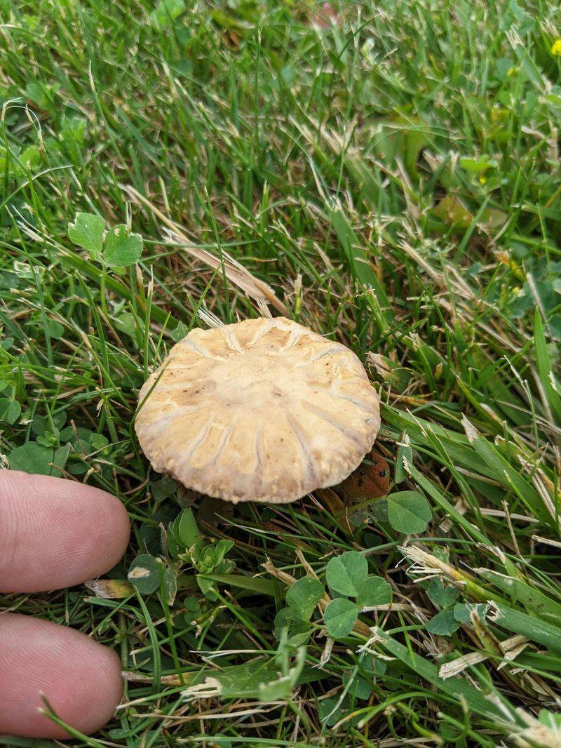 Mushrooms Can Be A Sign Of Active Soil Life