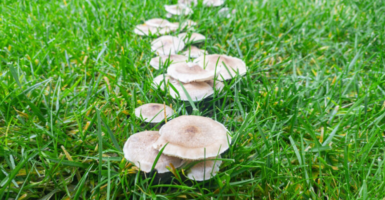 What Mushrooms In Your Michigan Lawn May Be Telling You About Your Soil