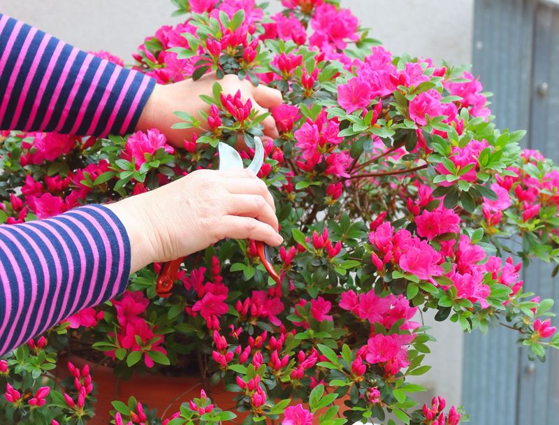 Prune Lightly To Encourage Healthy Growth