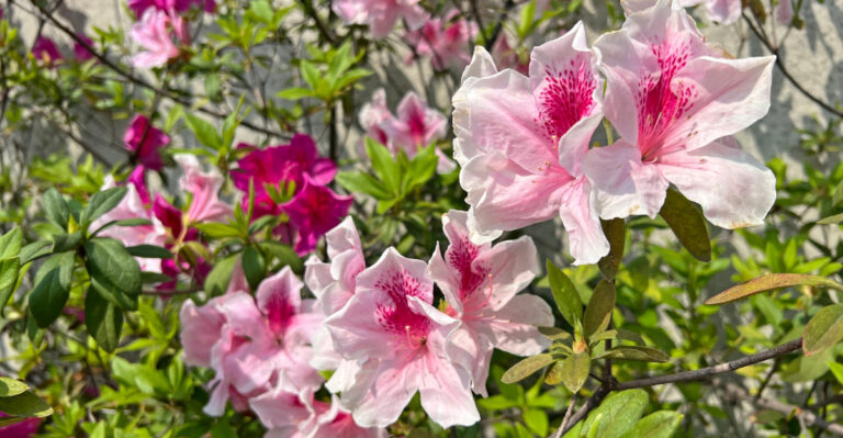 azaleas