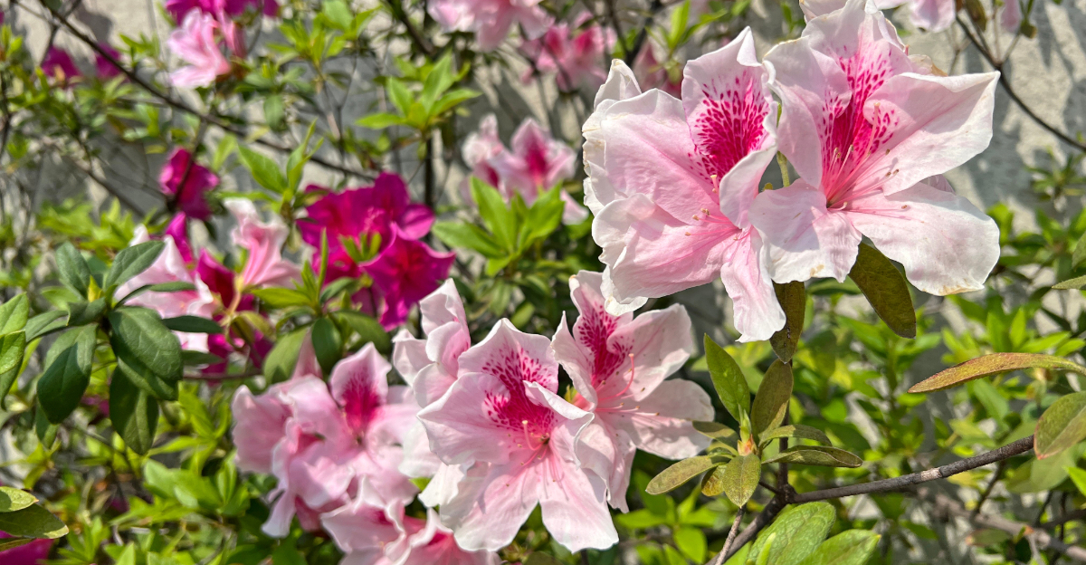 azaleas