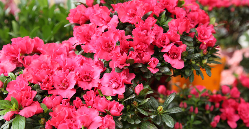 What North Carolina Azaleas Need Right After Spring Blooming Ends