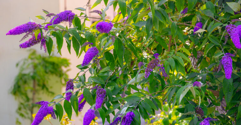 What North Carolina Butterfly Bush Needs In Spring For Maximum Flowering