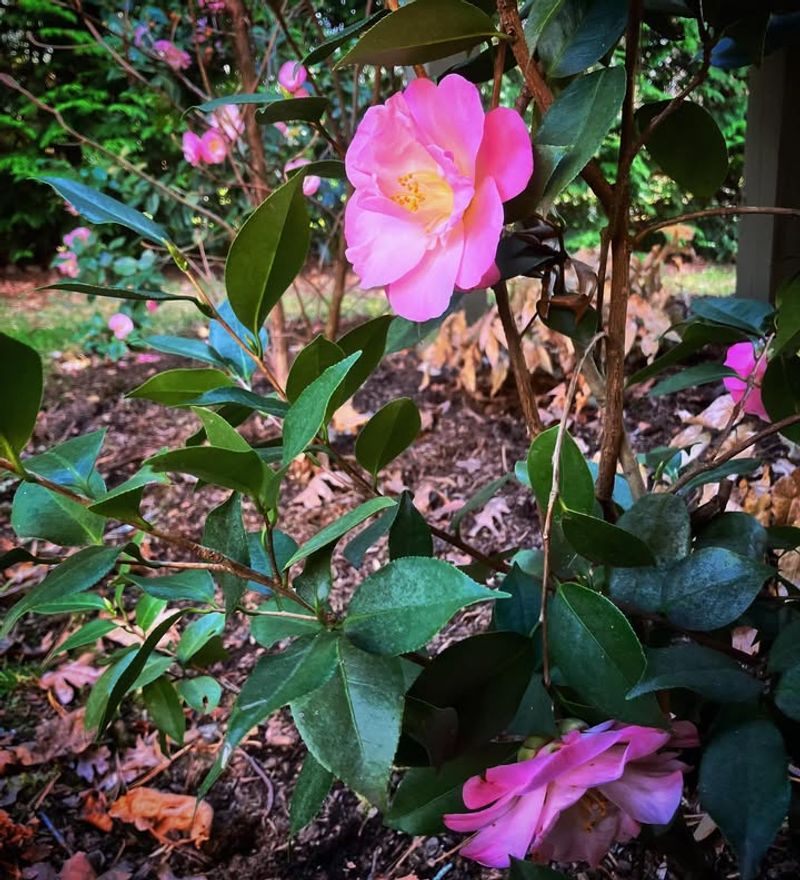 Why Post Bloom Care Matters For Camellias In North Carolina