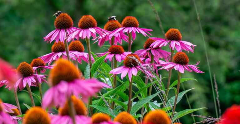 What North Carolina Coneflowers Need In Early Spring For Long-Lasting Blooms
