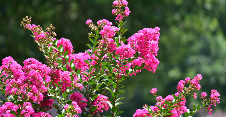 pink crepe myrtle