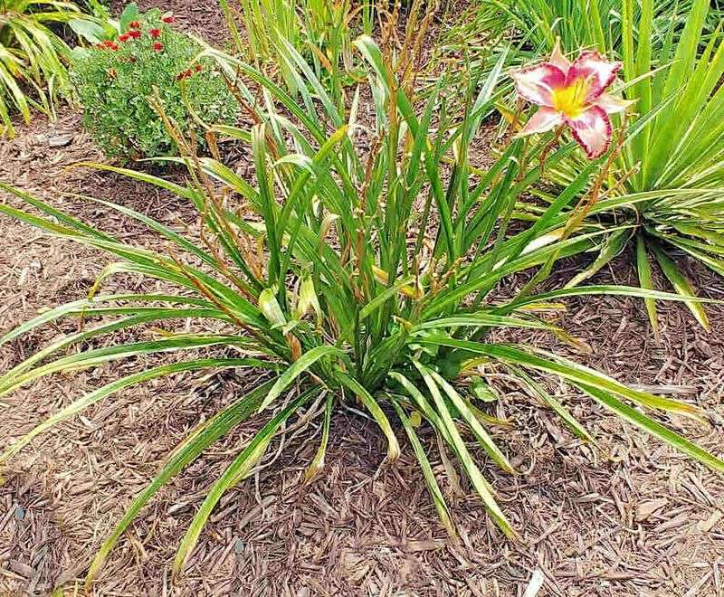 Clean Up Old Foliage Early