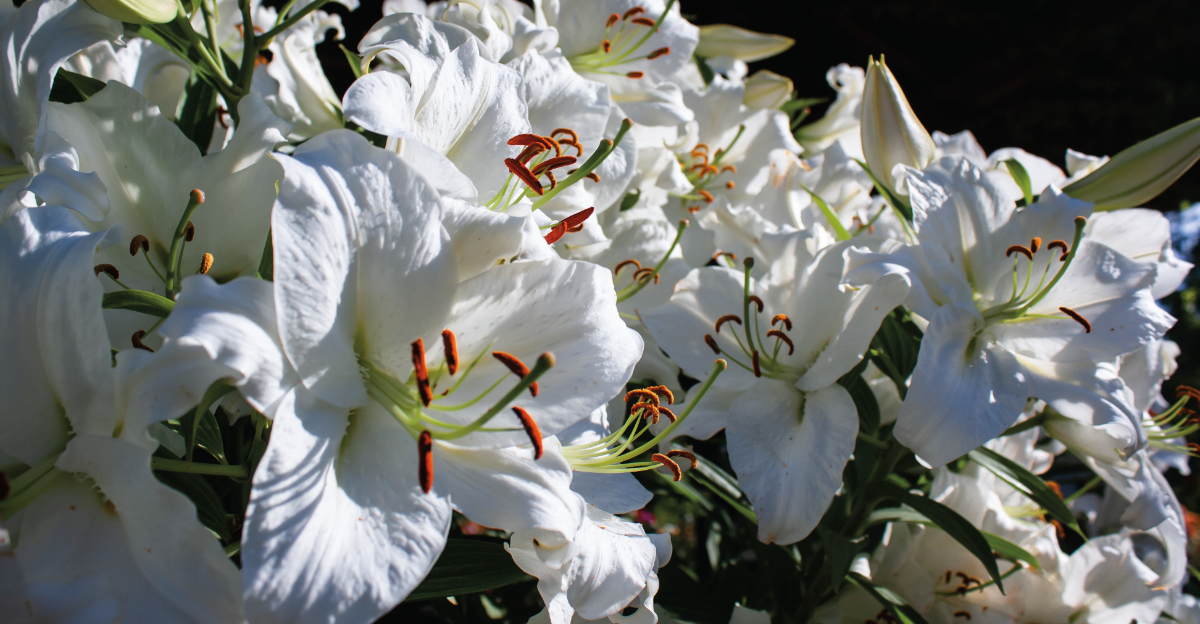 white daylilies