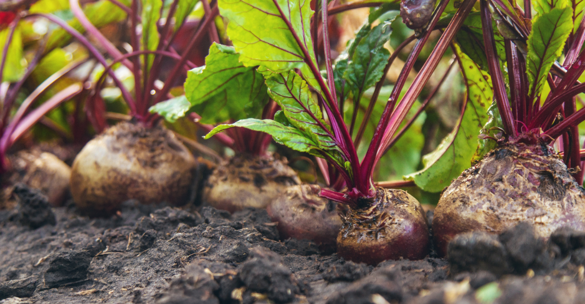 beets growing