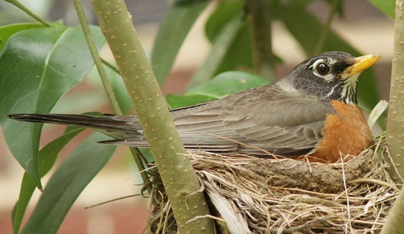 Why Birds Start Nesting Early In North Carolina Gardens