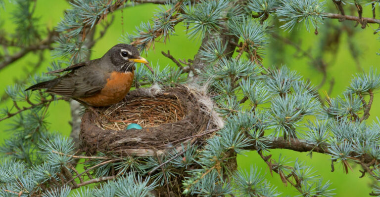 What North Carolina Gardeners Should Know About Birds Nesting Early This Season