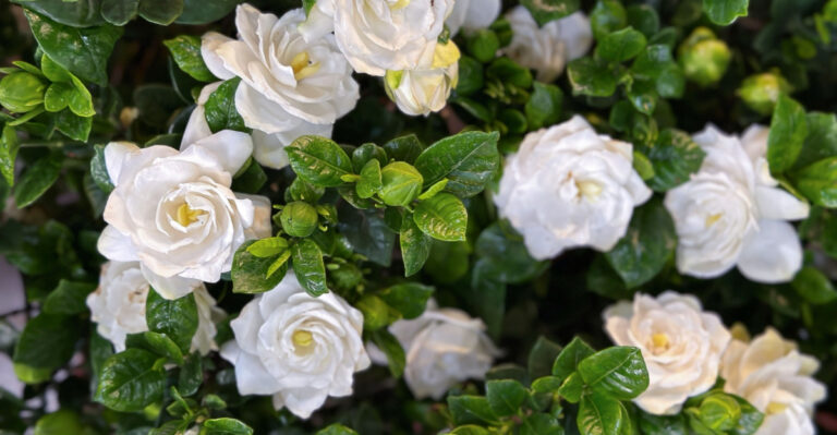 What North Carolina Gardenias Need In April For Fragrant Summer Blooms