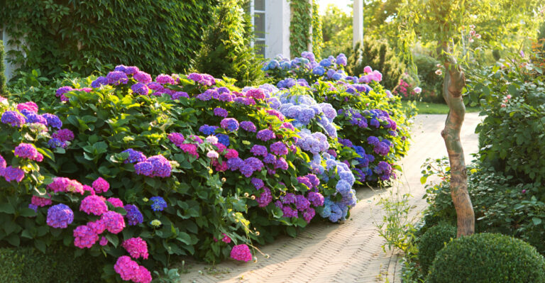What North Carolina Hydrangeas Need In March For Colorful Showy Blooms