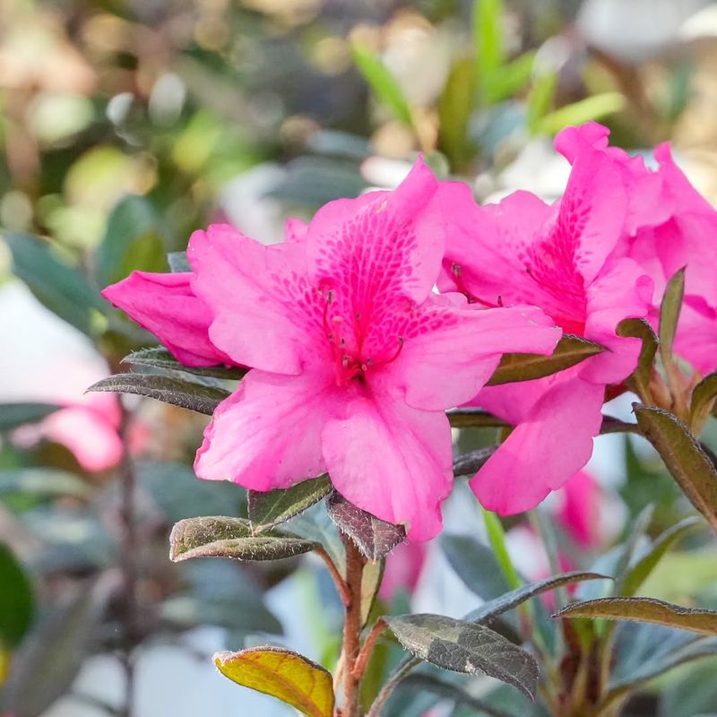 Azaleas That Have Not Finished Blooming