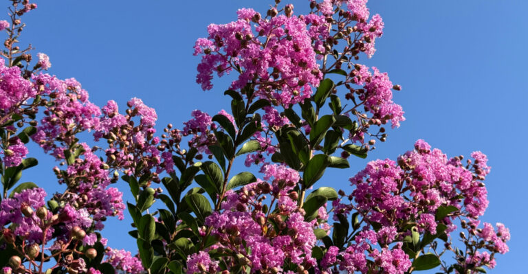 crape myrtle