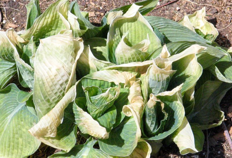 Do Not Panic When Frost Damage Looks Worse Than It Is