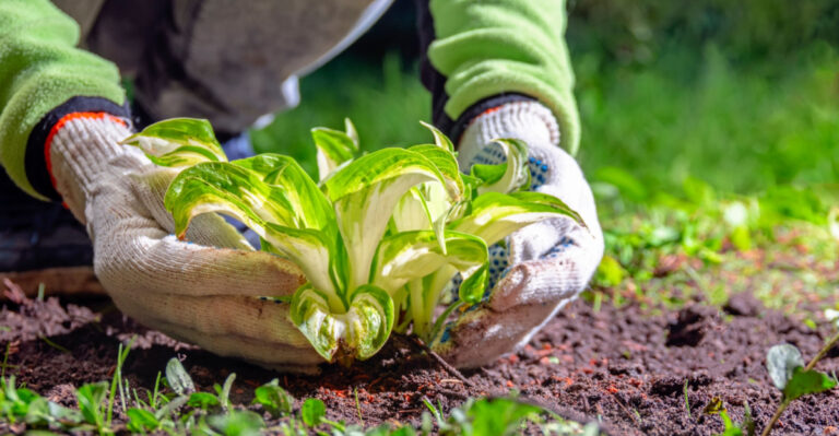 What Ohio Gardeners Should Do When Early Hostas Get Nipped By Frost