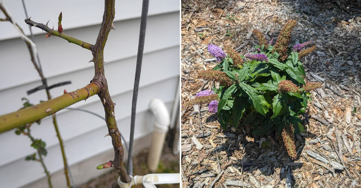 plants for cutting back