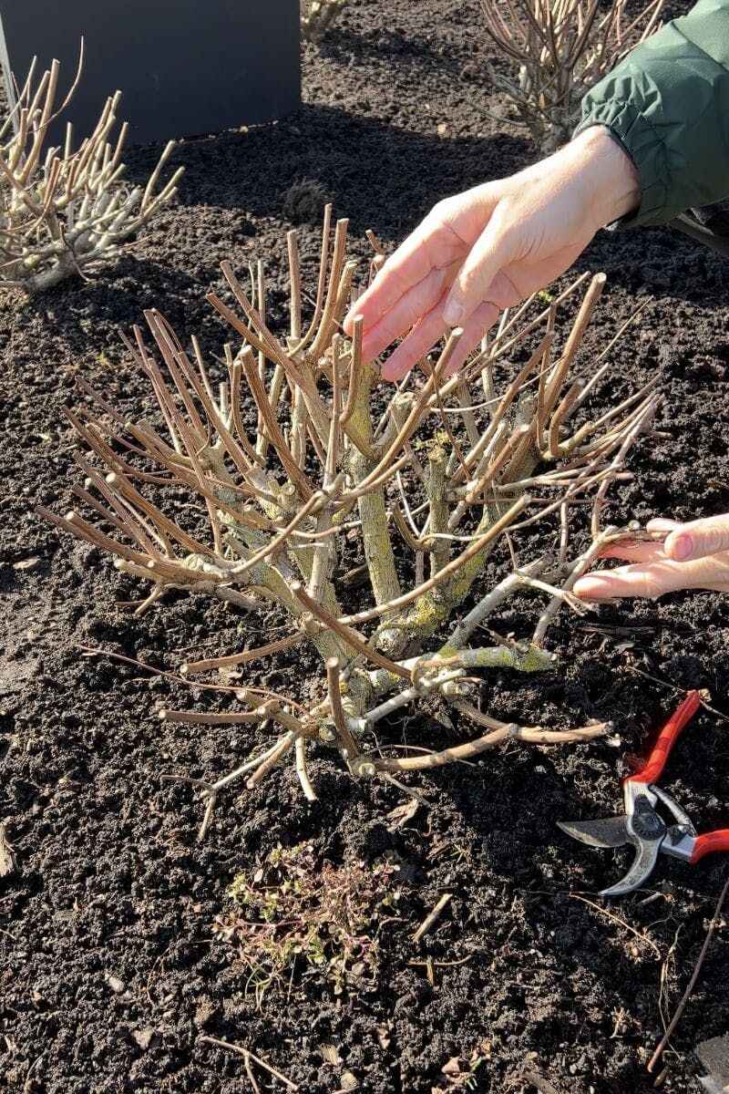 April Is Still A Safe Time To Prune