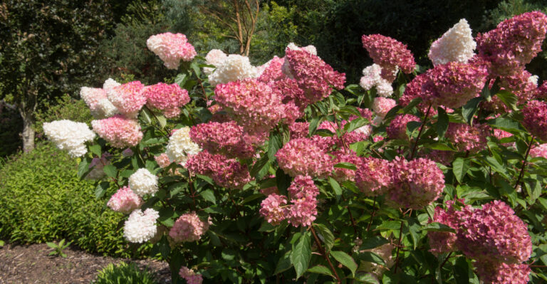 panicle hydrangea