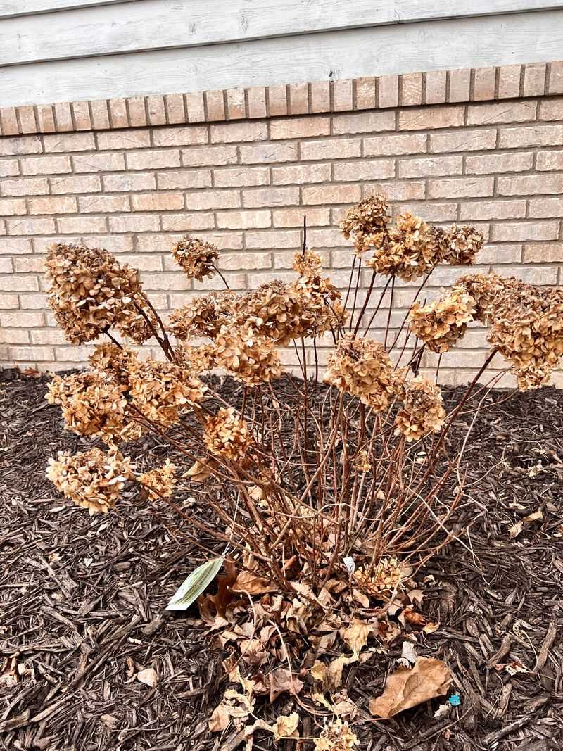 How To Properly Prune Panicle Hydrangeas Without Damaging Growth