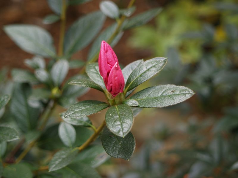 Even Moisture While Buds Are Swelling