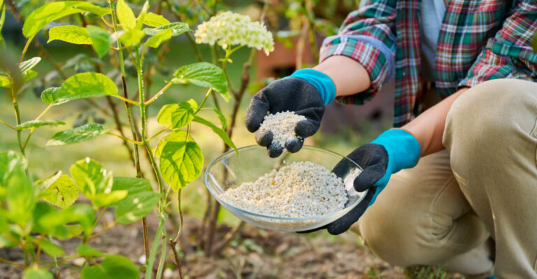 What Pennsylvania Gardeners Should Do For Hydrangeas In March For Colorful, Long-Lasting Blooms