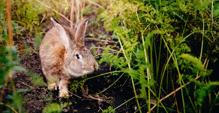 rabbit eating in garden