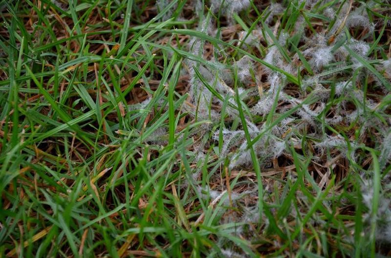 Snow Mold Can Form After Extended Snow Cover