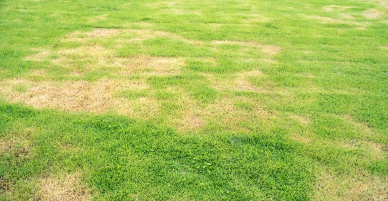 yellow patches on lawn