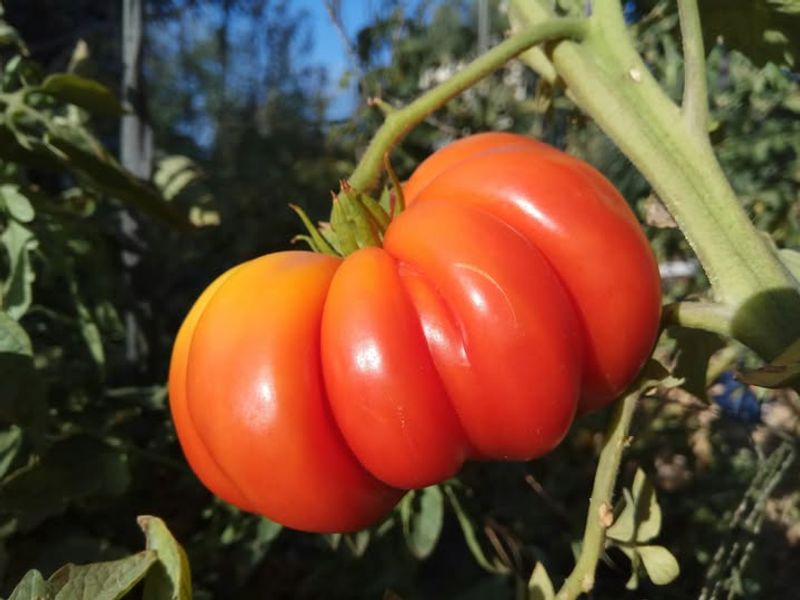 Tomatoes