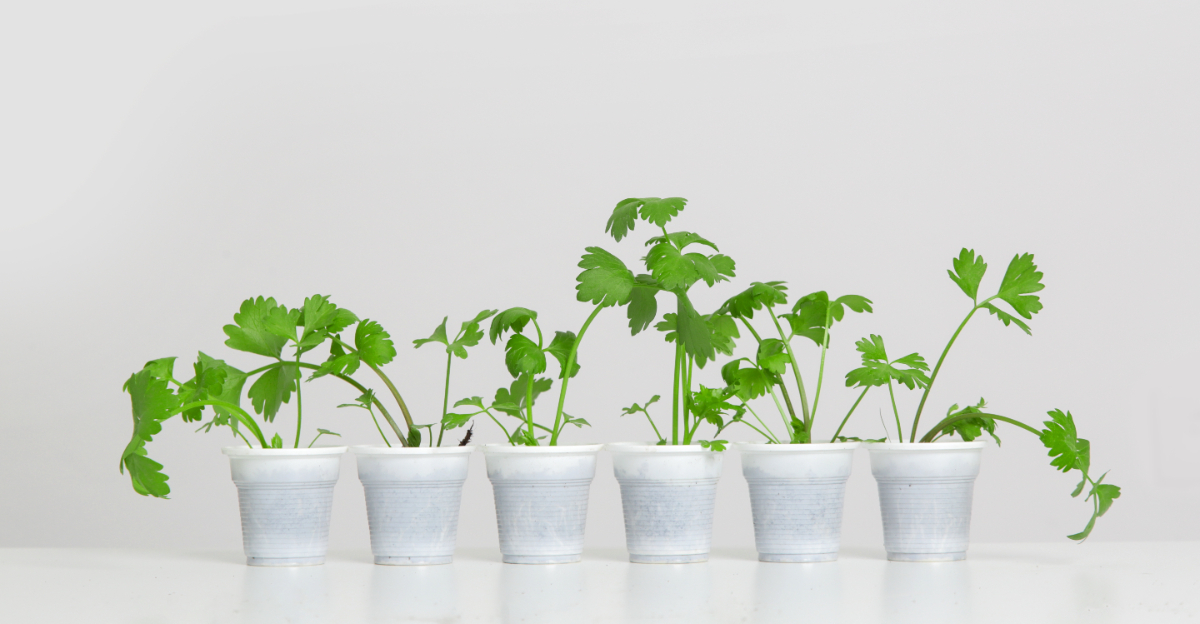 seedlings in cups