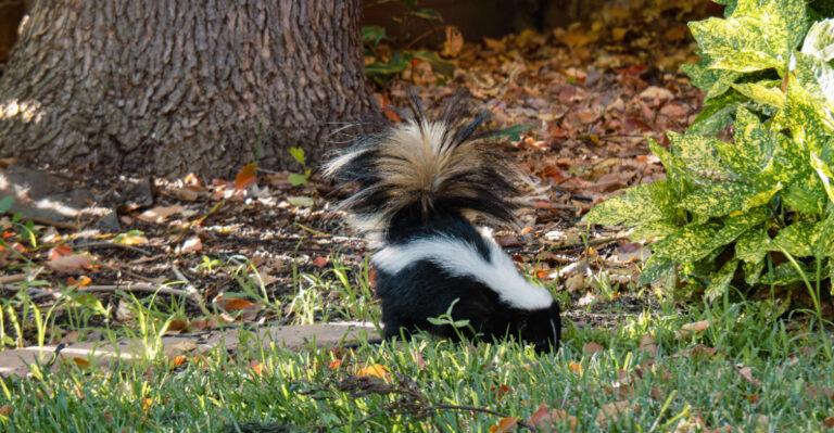 skunk in yard