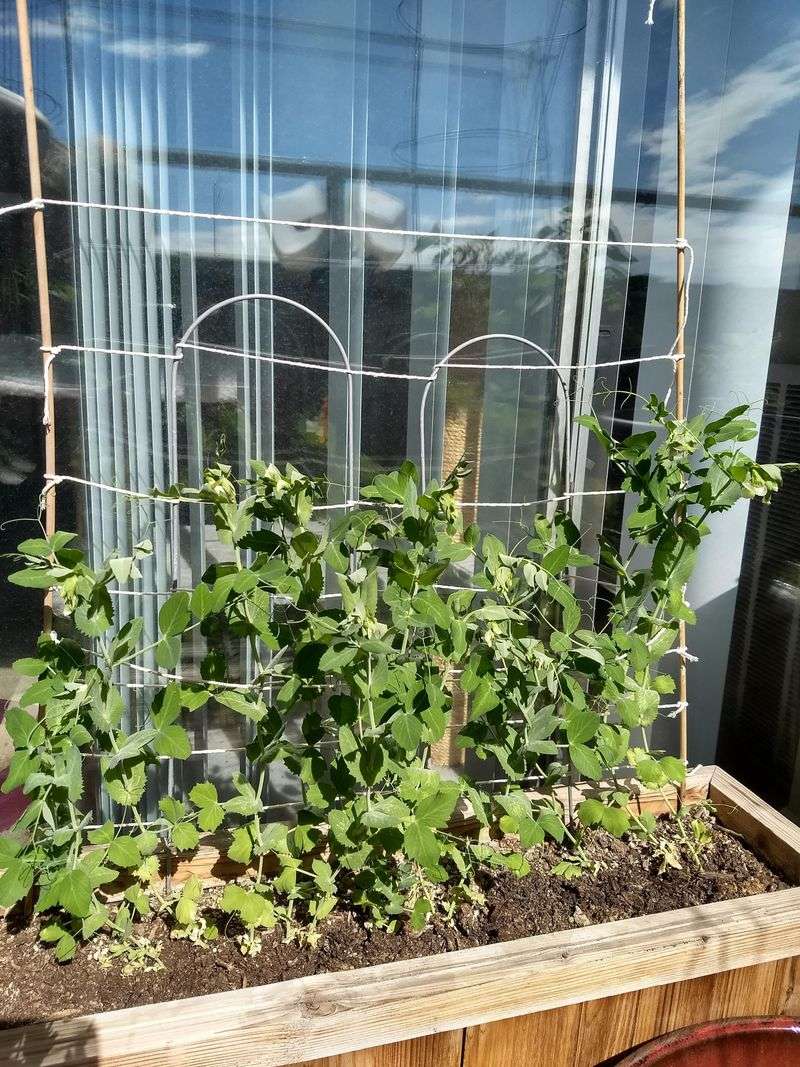 Peas Give Southwest Ohio Gardens One Of The Earliest Harvests