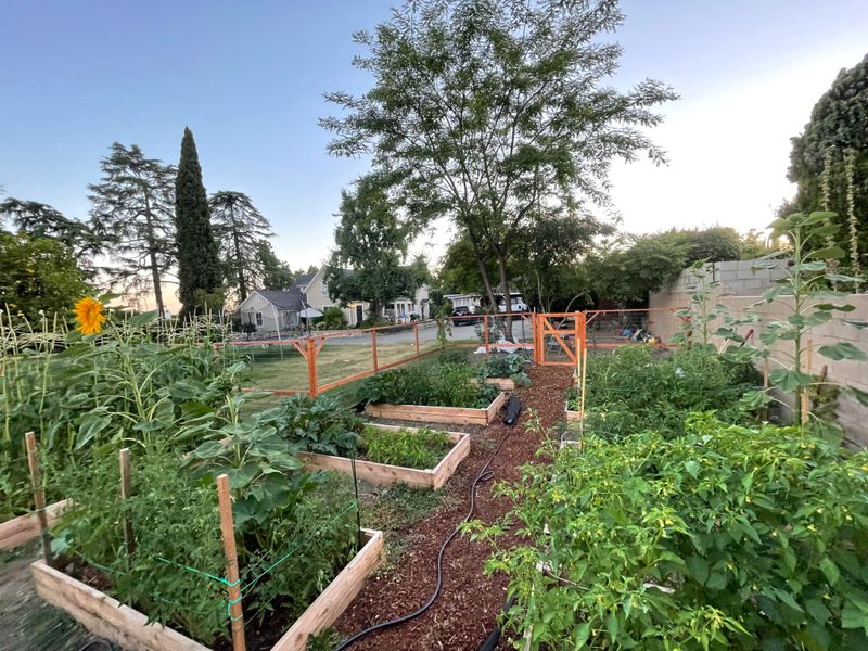 How California's Long Growing Season Supports Multiple Harvests