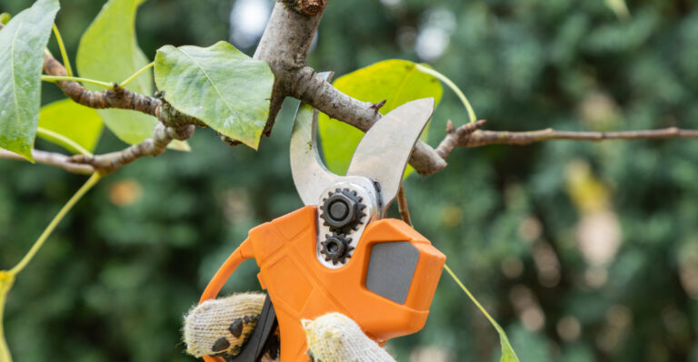 What Texas Gardeners Should Do During March For A Strong Spring Start